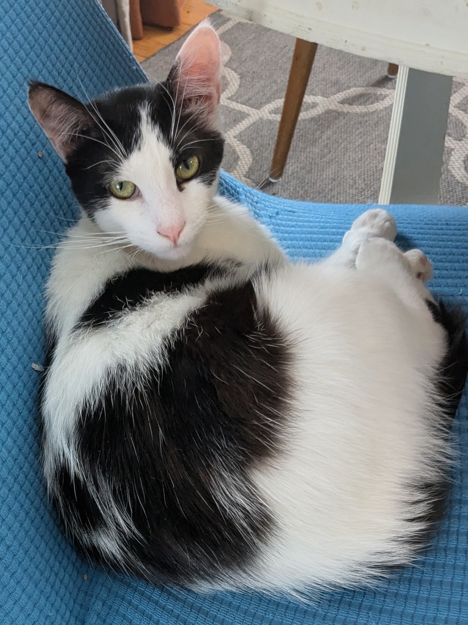 River Cat